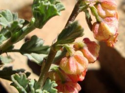 Hermannia desertorum upper growth